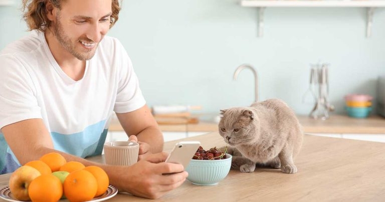 Practice Efficiency Insight: impact of online booking on practice efficiency and pet owner experience