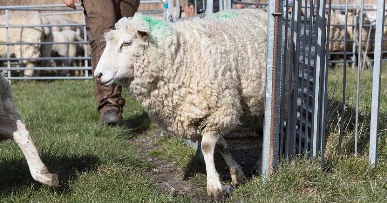 Group launches five-point plan to tackle AMR