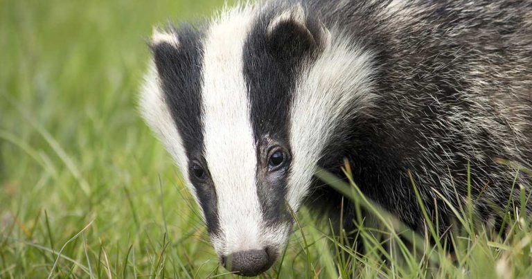 Legal action launched over badger cull licence decision