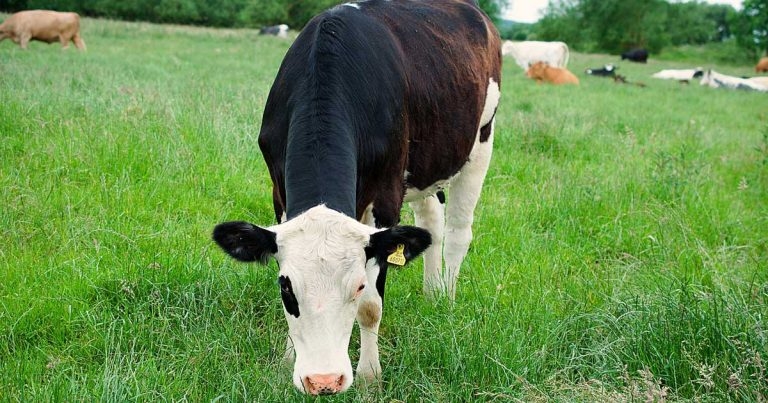 Worm risk to livestock is now year-round, data suggests