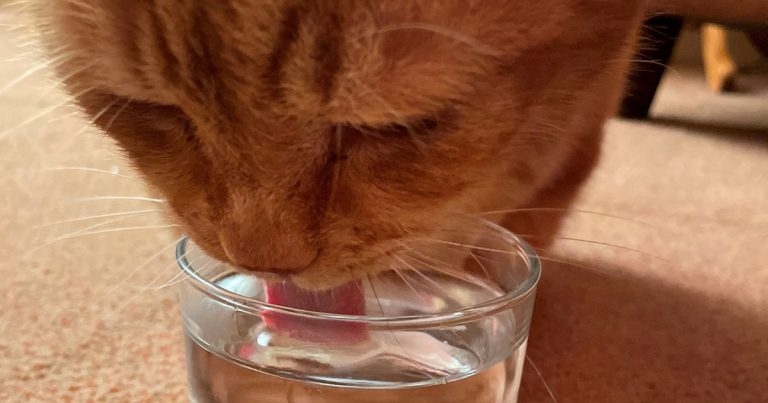 Post-COVID ‘crisis point’ for hypertensive cats