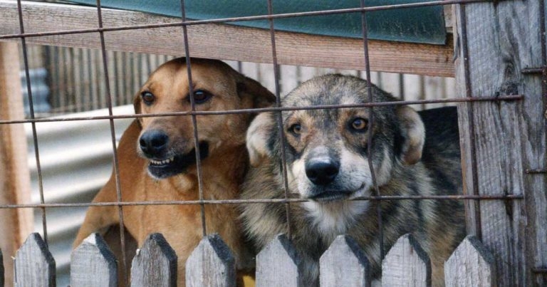 Defra suspends commercial pet imports from Ukraine and neighbours