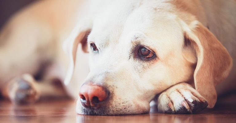 GI issues in small animals – management and treatment