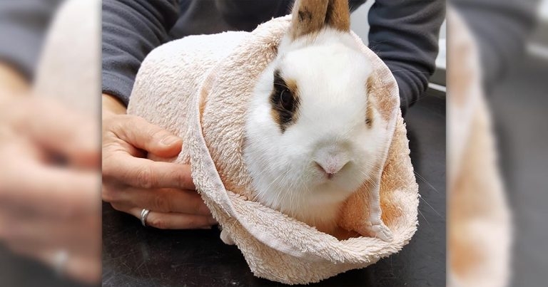 Rabbit welfare in veterinary practice