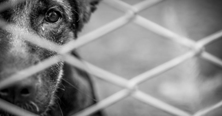 Vets welcome temporary suspension of commercial pet imports