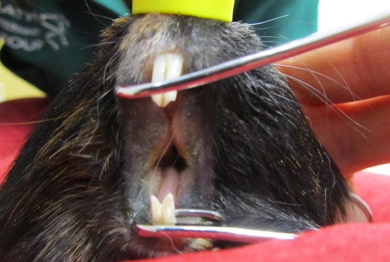 Diseases and odontogenic abscesses in guinea pigs