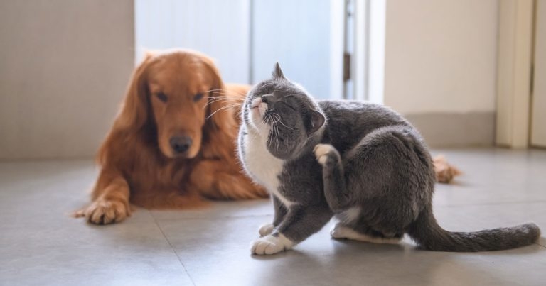 Dermatology: latest findings in companion animal skin disease