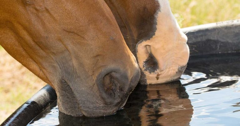 Understanding and investigating polyuria and polydipsia in horses