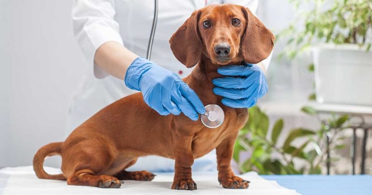 Thoughts on using spironolactone in dogs with MMVD – part 1