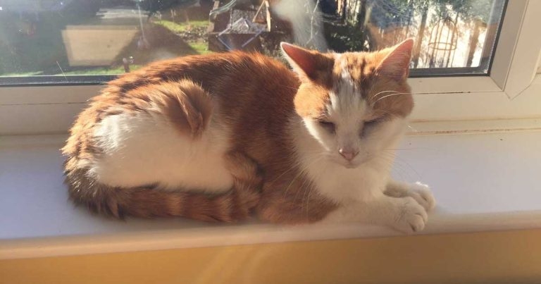 It’s all in the name – should we rename FIC and CDS?