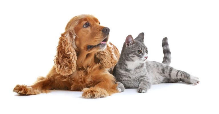 Identicare announces Pet Microchip Services acquisition