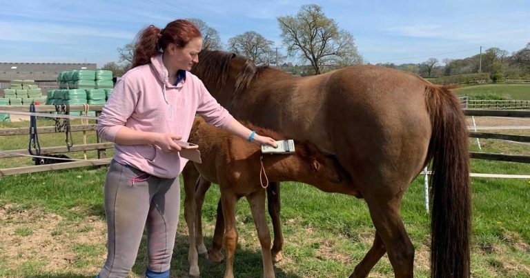 Chip technology boost for equine temperature scanning