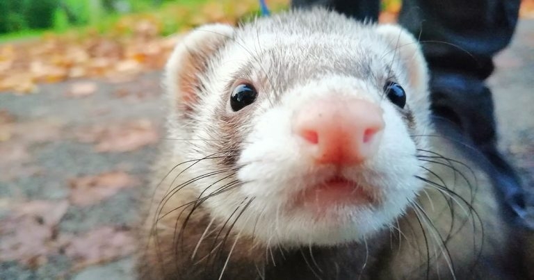 Research sheds light on best housing for ferret welfare