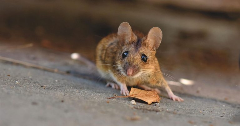 Welcome as glue trap bill set to become law