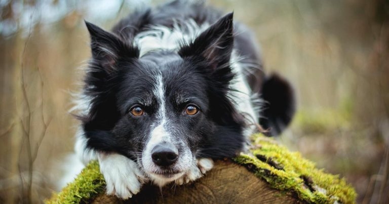 Understanding epilepsy in dogs