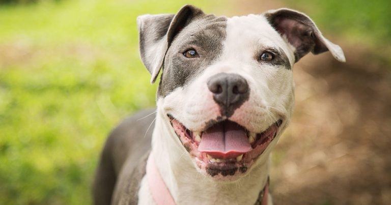 Vet urges MPs to join dangerous dogs debate