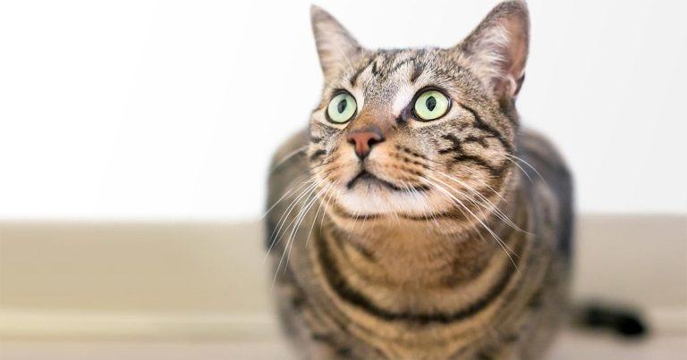 A hidden problem in pets – companion animal chronic pain