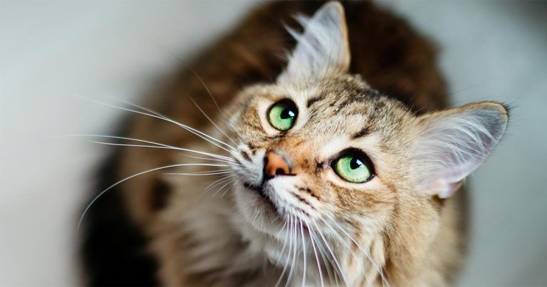 Feline chronic kidney disease: advice for owner compliance