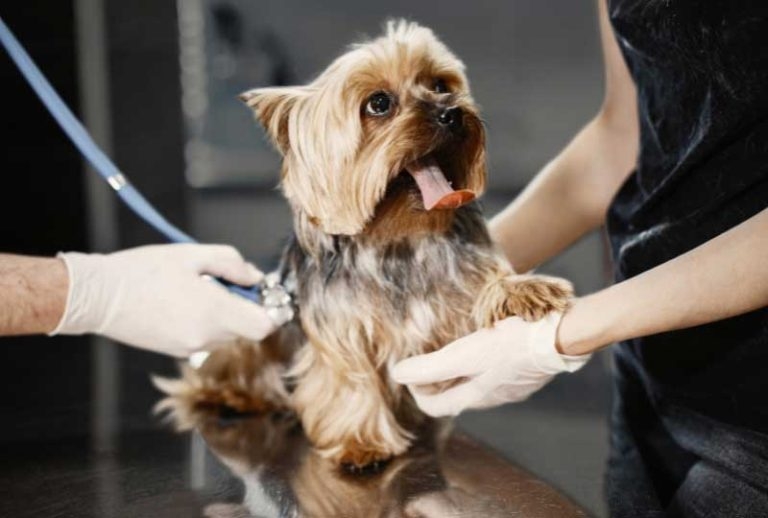 New standard: pet claims in 20 minutes