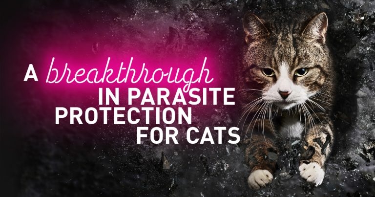 Discover a breakthrough in parasite protection for cats