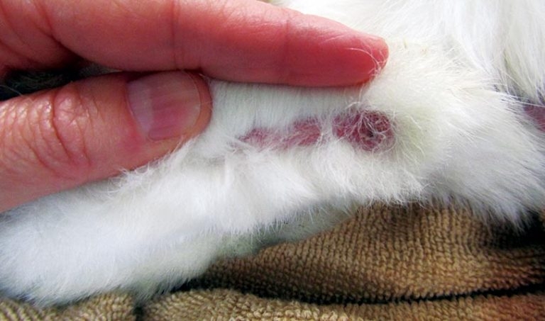Pododermatitis in rabbits: an under-recognised problem