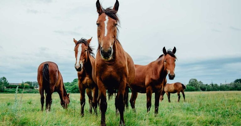 BEVA warns against unvalidated genetic tests