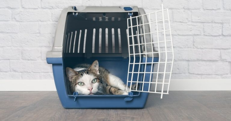 Pets abroad: what are the risks?