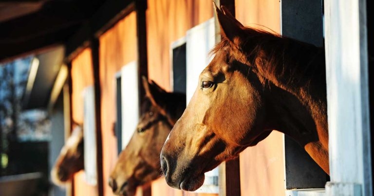 Equine flu: epidemiologists behind its surveillance provide UK update