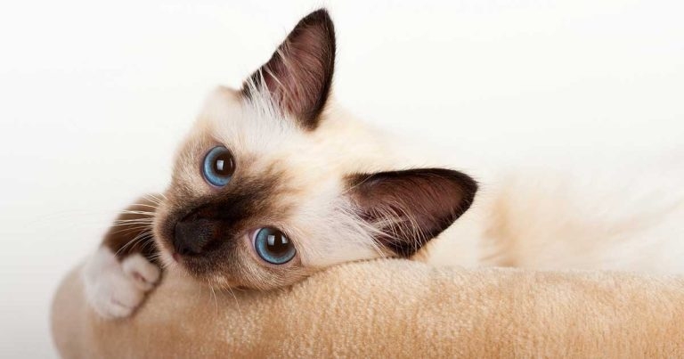 Supporting four-month-old neutering of client-owned cats