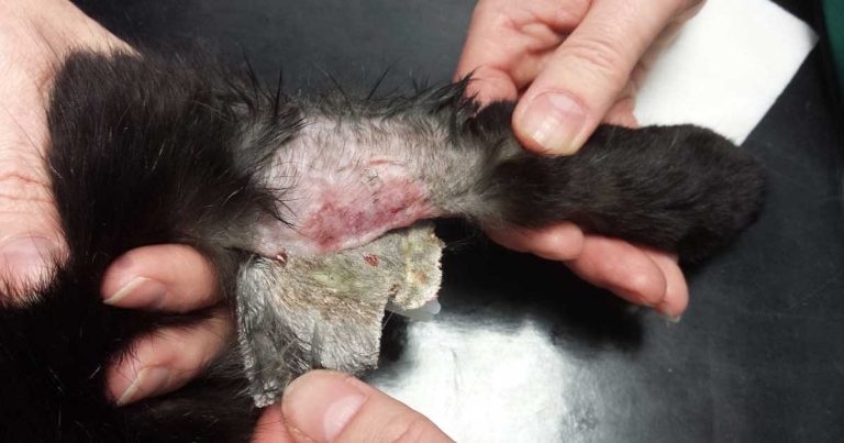 Peripheral IV catheter-related risks in small animal patients