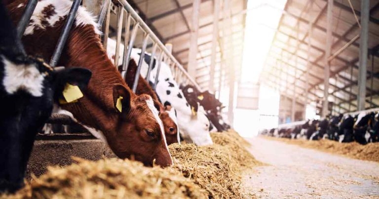 Heat stress: reducing impact without large investments