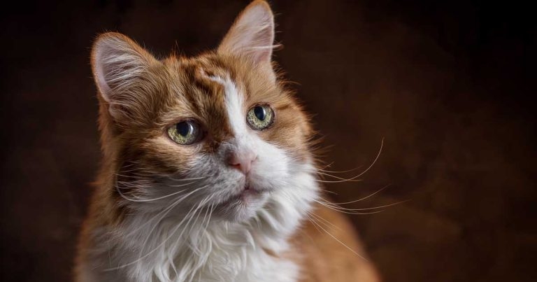 When avoiding anaesthesia becomes a welfare issue