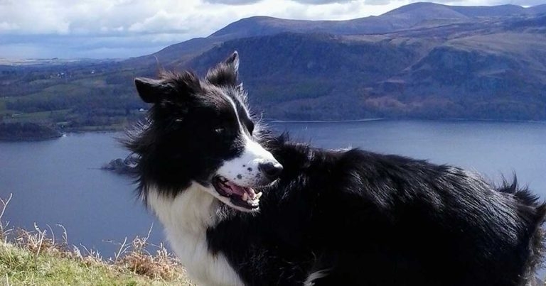 Exercise-induced collapse in canine patients: an update