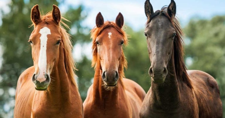 Equine laminitis – an update on treatment and prevention