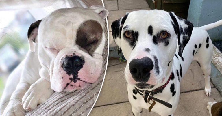 Unusual canine urolithiasis cases