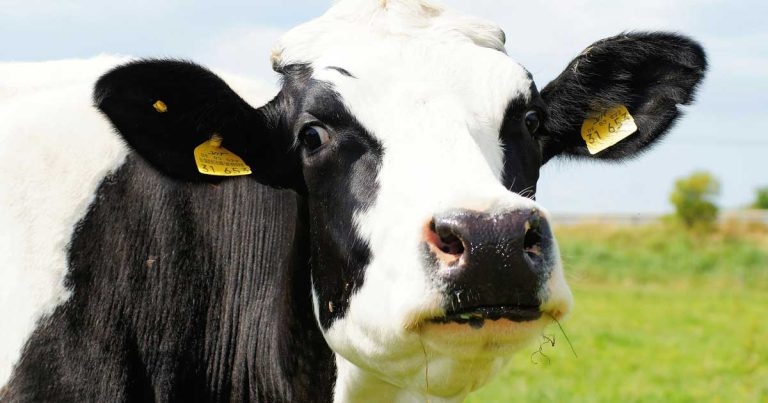 Compulsory testing is critical to managing bovine viral diarrhoea