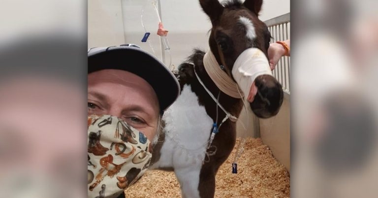 Webinar to explore prevention of equine gastric ulcers