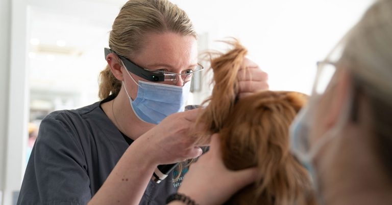 Pennard Vets in UK-first trial of smart glasses