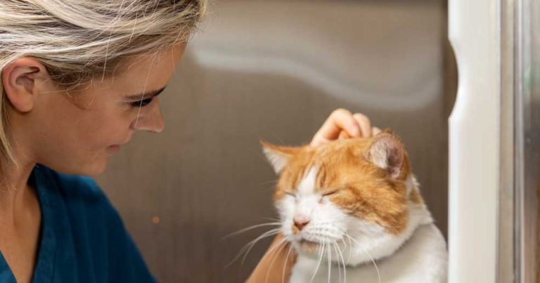 Broadway Veterinary Surgery celebrates VNAM with new structure for vet nurses