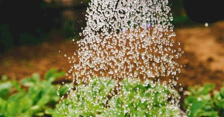 Growing your veterinary business in the new world