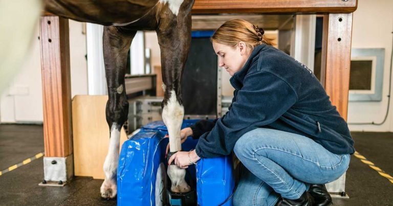 BEVA membership offered for free to RVNs during VNAM