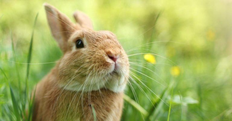 Room for rabbits, part 1: raising awareness of environmental needs