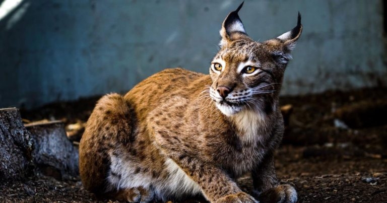 Bringing back native predators could tackle invasive species – study