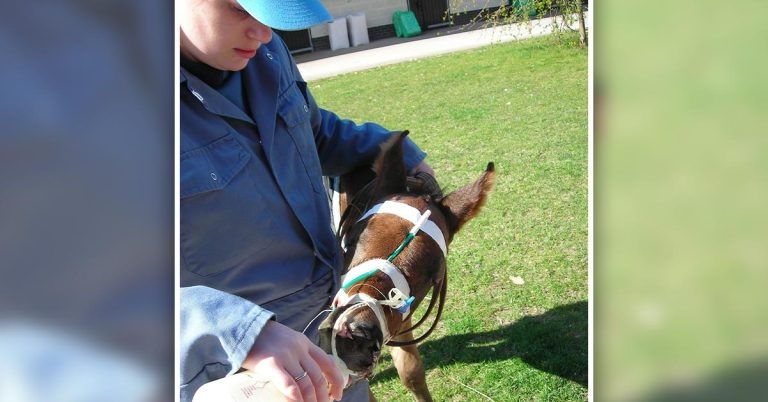 TOCES’ new teaching facilities enhance equine veterinary nurse training