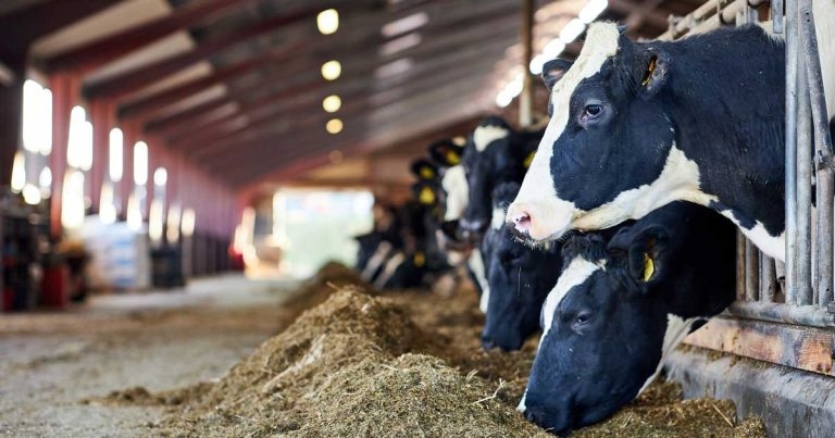 Tackling <em>Salmonella</em> hidden in dairy herds