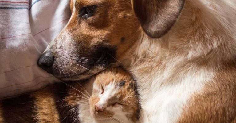 Gastrointestinal disorders of cats and dogs: latest innovations