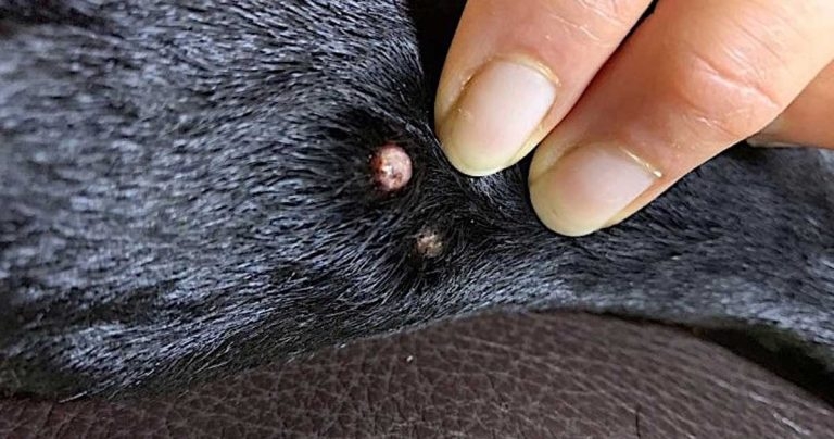 Cytology findings from multiple skin nodules seen in a young dog
