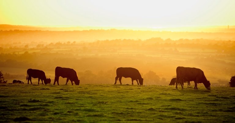 Importance of trace elements  in health and performance