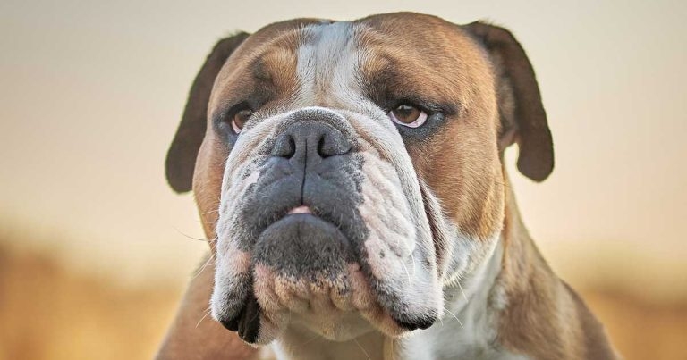 Research lays out extent of English bulldog’s health issues