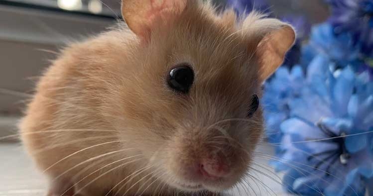 Largest study reveals most common disorders in UK hamsters